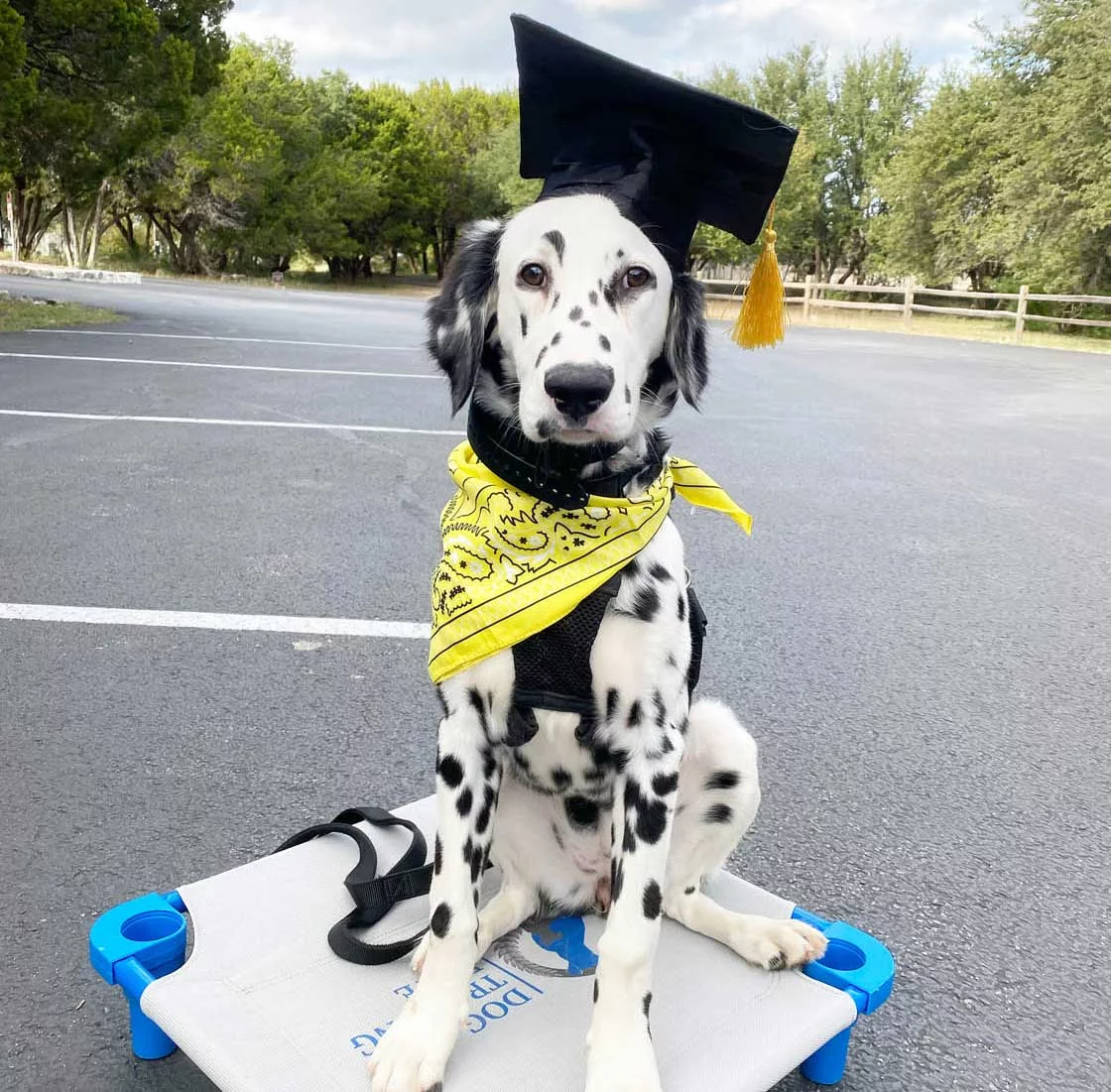 graduation-dog-334